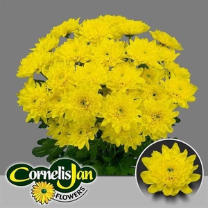 Chr T Euro Sunny Cornelis Jan