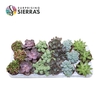 Sierra's® - Sevilla Succulent Mix (Deluxe)