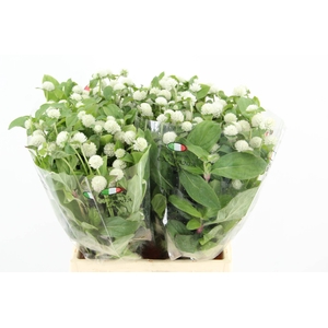 GOMPHRENA WHITE