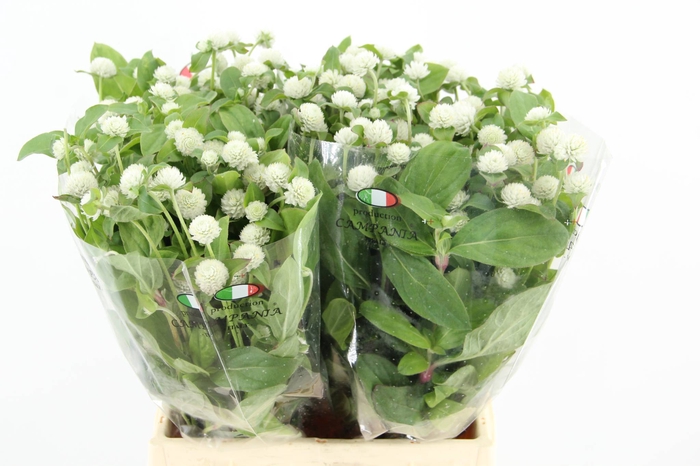 <h4>GOMPHRENA WHITE</h4>