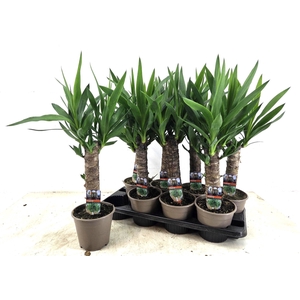 YUCCA