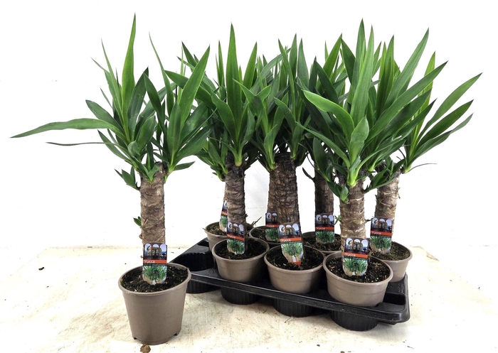 <h4>YUCCA</h4>