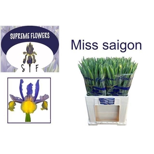 IRIS MISS SAIGON