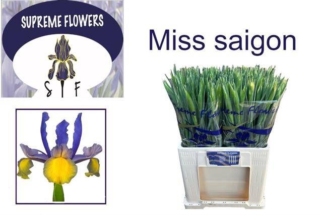<h4>IRIS MISS SAIGON</h4>