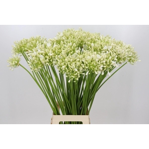 Agapanthus SA 'Casablanca'