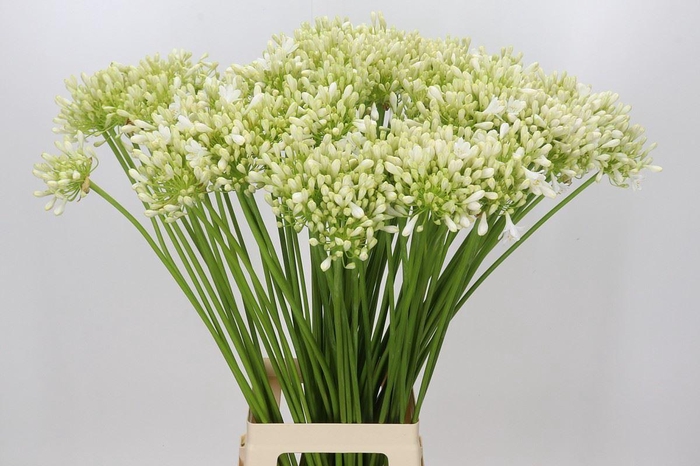 <h4>Agapanthus SA 'Casablanca'</h4>