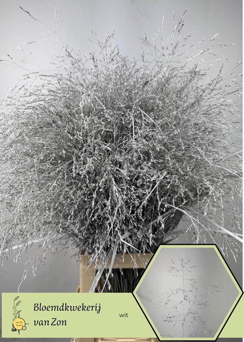 <h4>SIERGR OV KLB H%</h4>