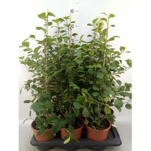 Ficus deltoidea