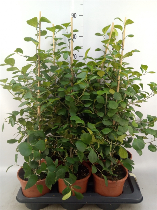 <h4>Ficus deltoidea</h4>