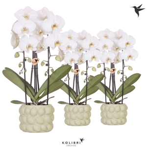 Kolibri Orchids Phalaenopsis Cascade Niagara Fall white 2 spike in Citrus pot green