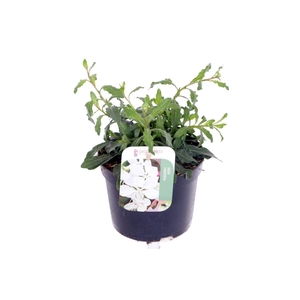 Gaura lind. Gaudi White