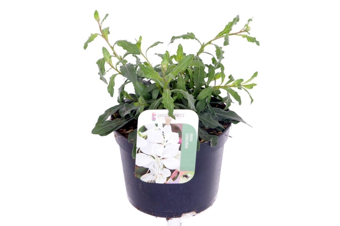 <h4>Gaura lind. Gaudi White</h4>