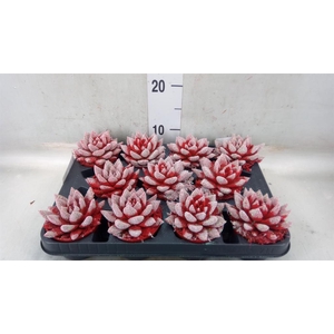 Echeveria  'Miranda'