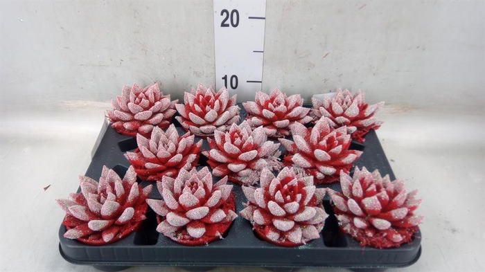 <h4>Echeveria  'Miranda'</h4>