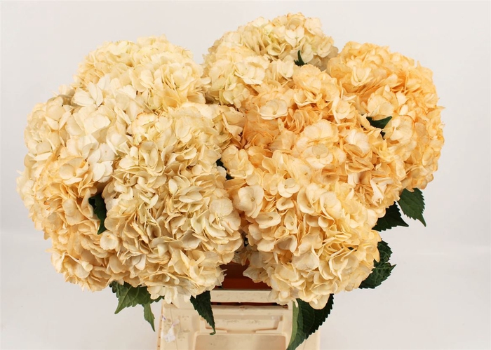 <h4>Hydr M Light Peach</h4>