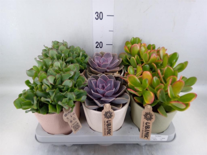 <h4>Succulents   ...</h4>
