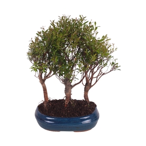 Bonsai Mix Forest in ø26cm Ceramic