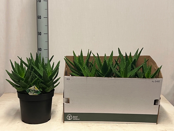 <h4>ALOE PERFOLIATA</h4>