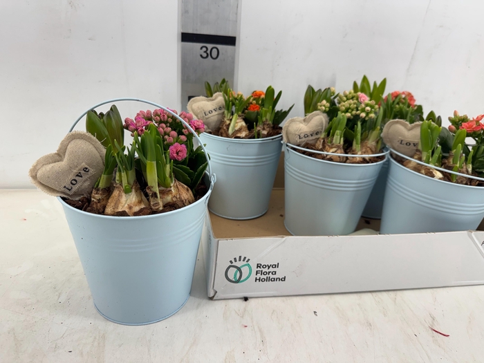 <h4>ARR PL IN SCHAAL</h4>