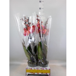 Phalaenopsis   ...orange