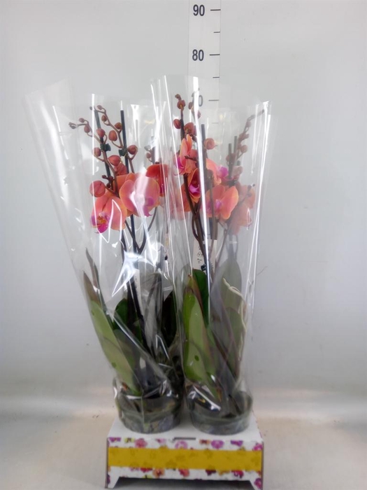 <h4>Phalaenopsis   ...orange</h4>