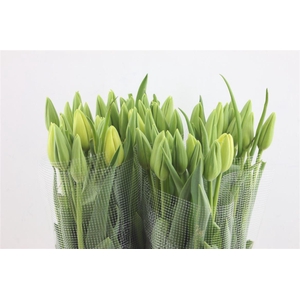 Tu En Fr Maureen 55cm