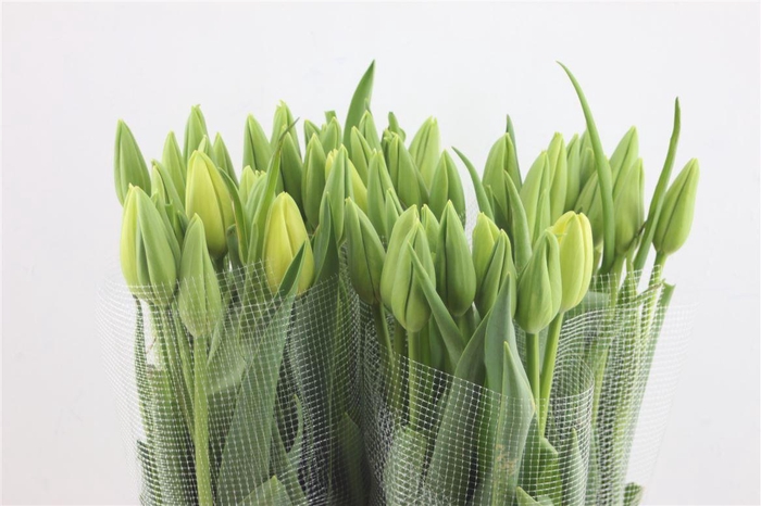 <h4>Tu En Fr Maureen 55cm</h4>