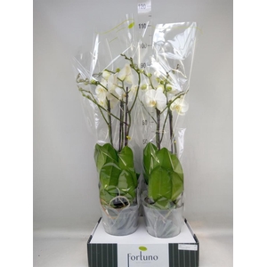 Phalaenopsis   ...white