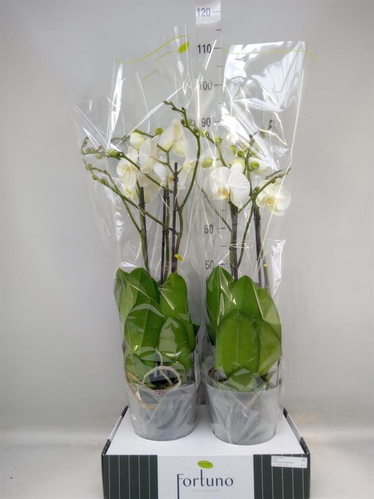 <h4>Phalaenopsis   ...white</h4>