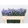 Aster Baby Blue