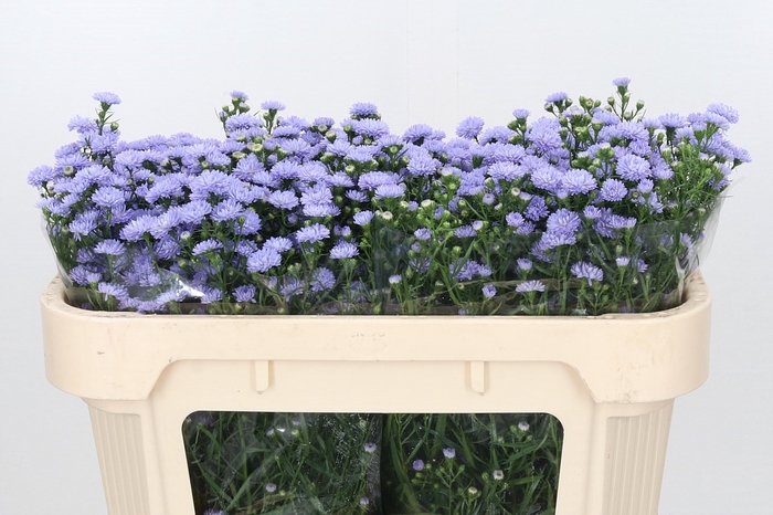 Aster Baby Blue