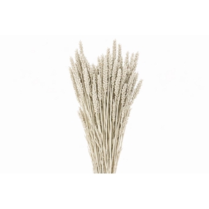 Dried Triticum X5 Platina Bunch