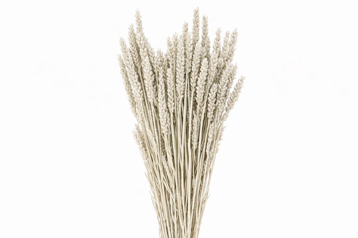 <h4>Dried Triticum X5 Platina Bunch</h4>