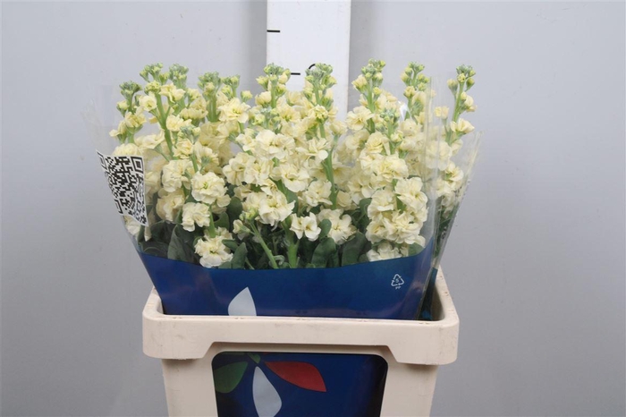 <h4>Matth Iron Yellow</h4>