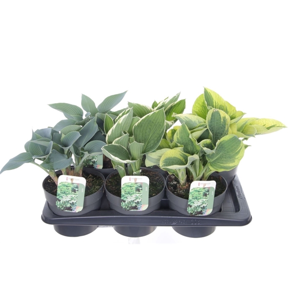 <h4>Hosta mix</h4>