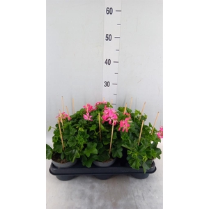 Pelargonium pelt. 'Balkon Roze'