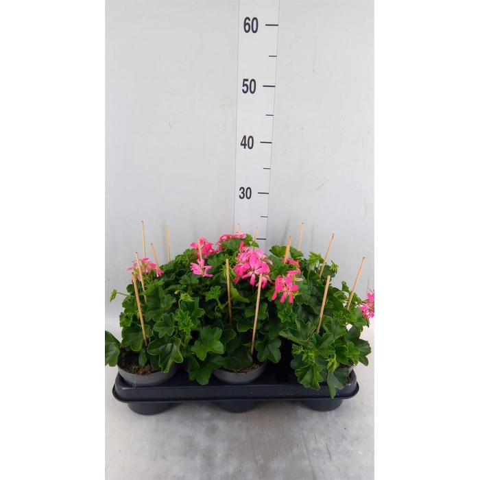 <h4>Pelargonium pelt. 'Balkon Roze'</h4>