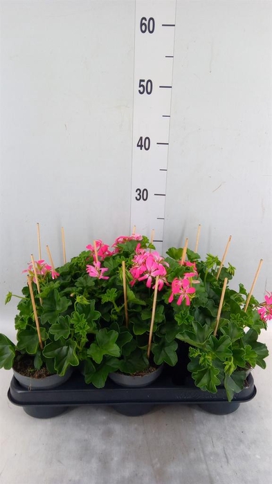 <h4>Pelargonium pelt. 'Balkon Roze'</h4>