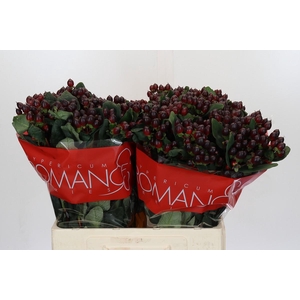 Hypericum Rocky Romance