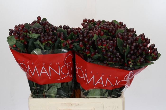 <h4>Hypericum Rocky Romance</h4>