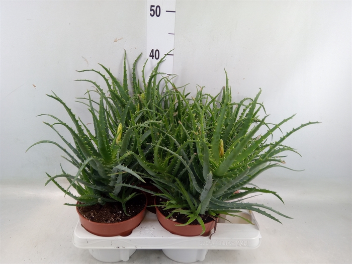 <h4>Aloe arborescens</h4>