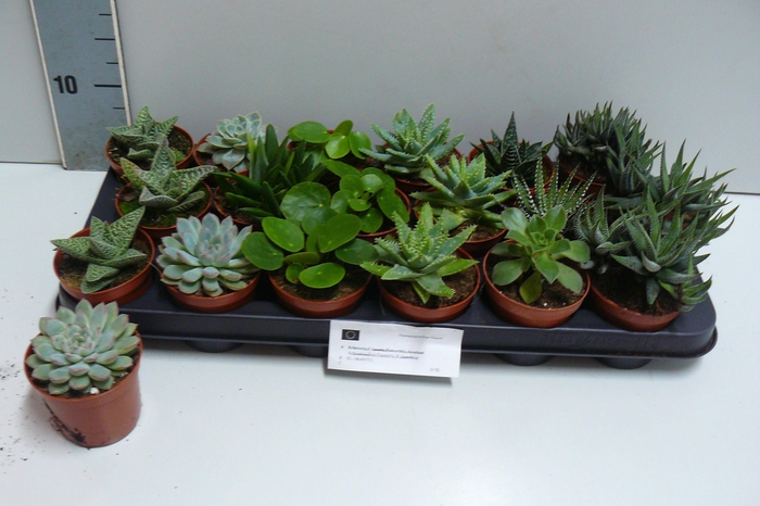 <h4>SUCC GEM 6 SRT</h4>