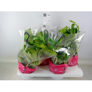 Epipremnum pinn. 'Global Green'