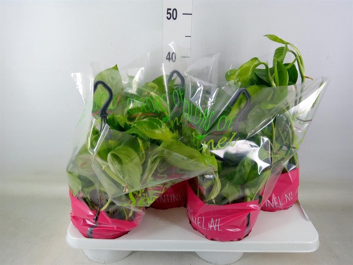 <h4>Epipremnum pinn. 'Global Green'</h4>