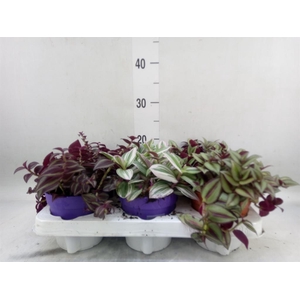 Tradescantia   ...mix