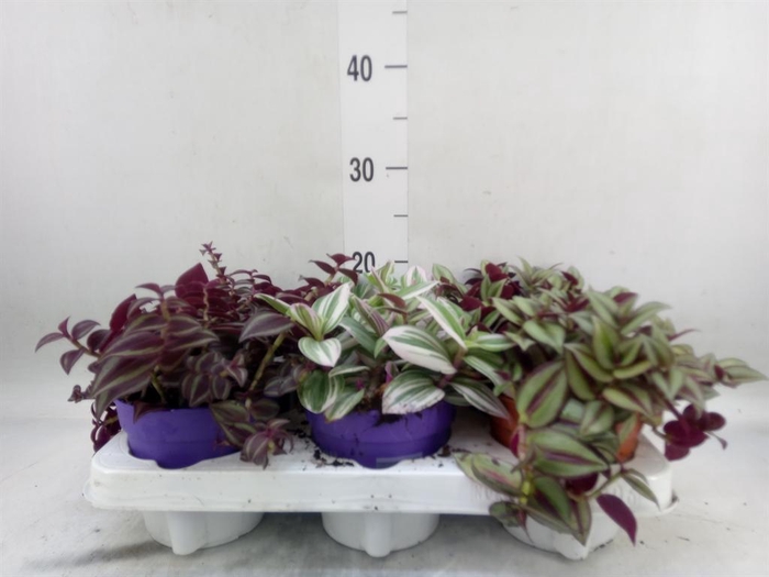 <h4>Tradescantia   ...mix</h4>