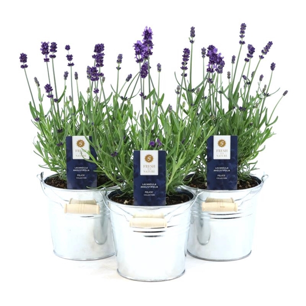 <h4>Lavandula ang. 'Felice'® Collection P12 in Zinc Old-Look</h4>