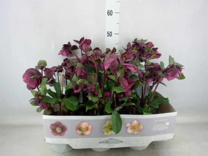 <h4>Helleborus  'Fkiss Charmer'</h4>