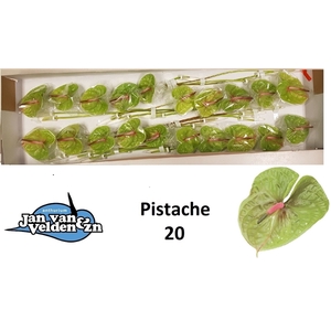 Pistache 20