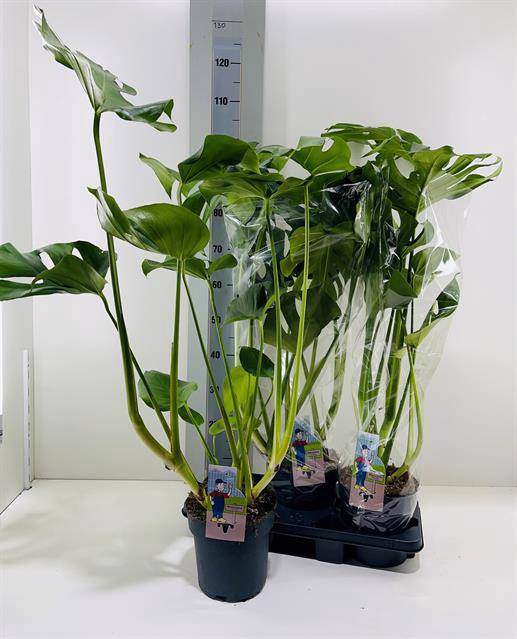 <h4>MONSTERA DELICIOSA P19 100CM</h4>